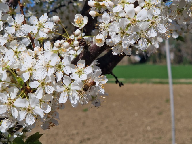 IMPOLLINAZIONE A COSA SERVE 